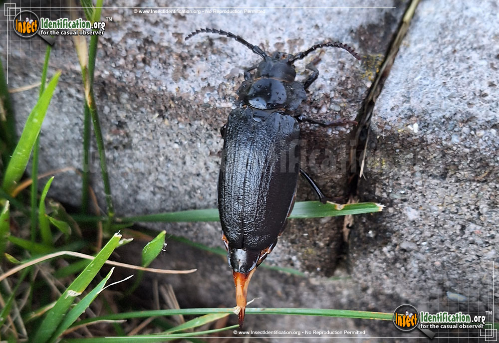 Broad-necked Root Borer