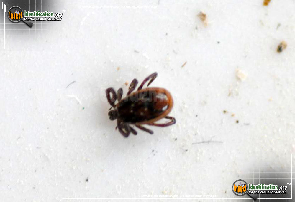 Full-sized image of the Brown-Dog-Tick