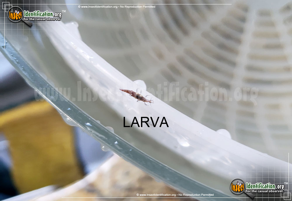 Full-sized image #2 of the Brown-Lacewing
