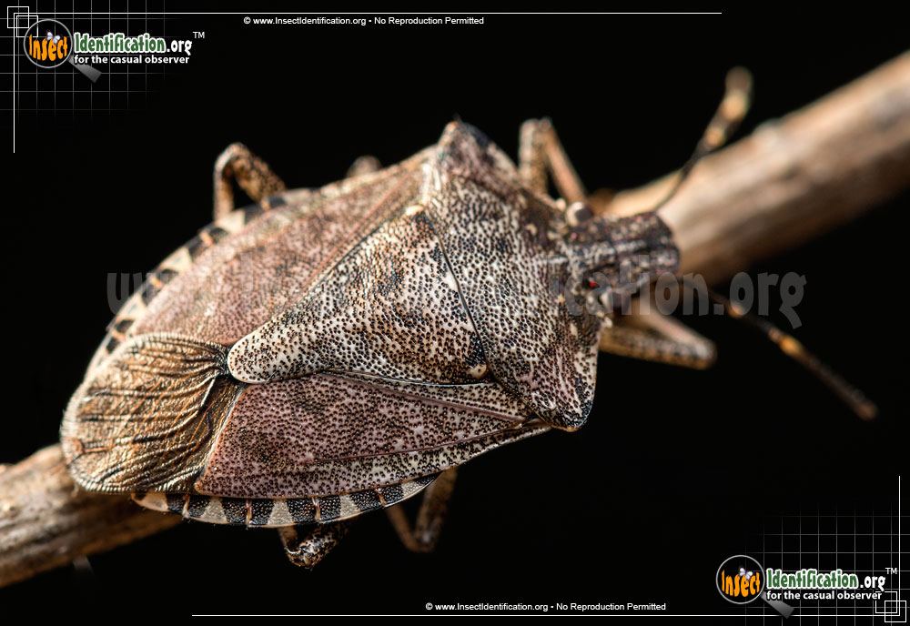 Full-sized image of the Brown-Marmorated-Stink-Bug