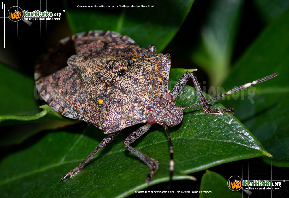 Full-sized image #7 of the Brown-Marmorated-Stink-Bug