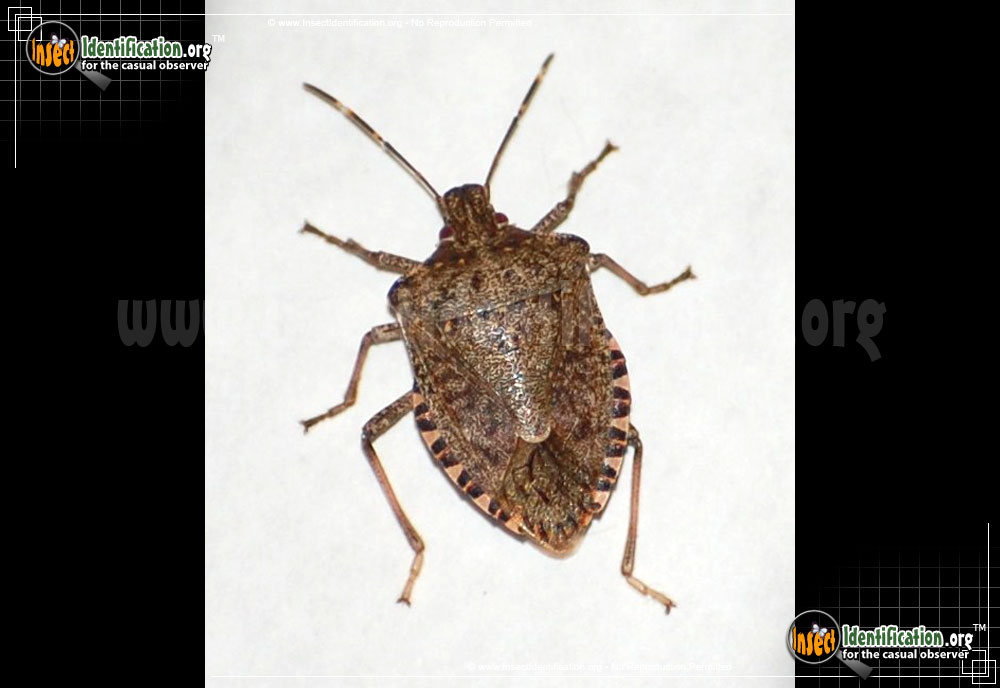 Full-sized image #10 of the Brown-Marmorated-Stink-Bug