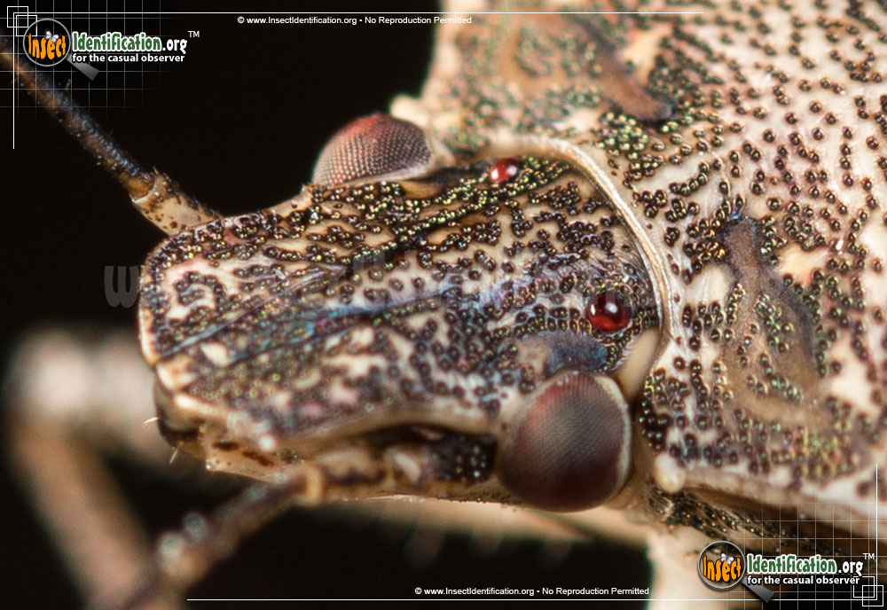 Full-sized image #5 of the Brown-Marmorated-Stink-Bug
