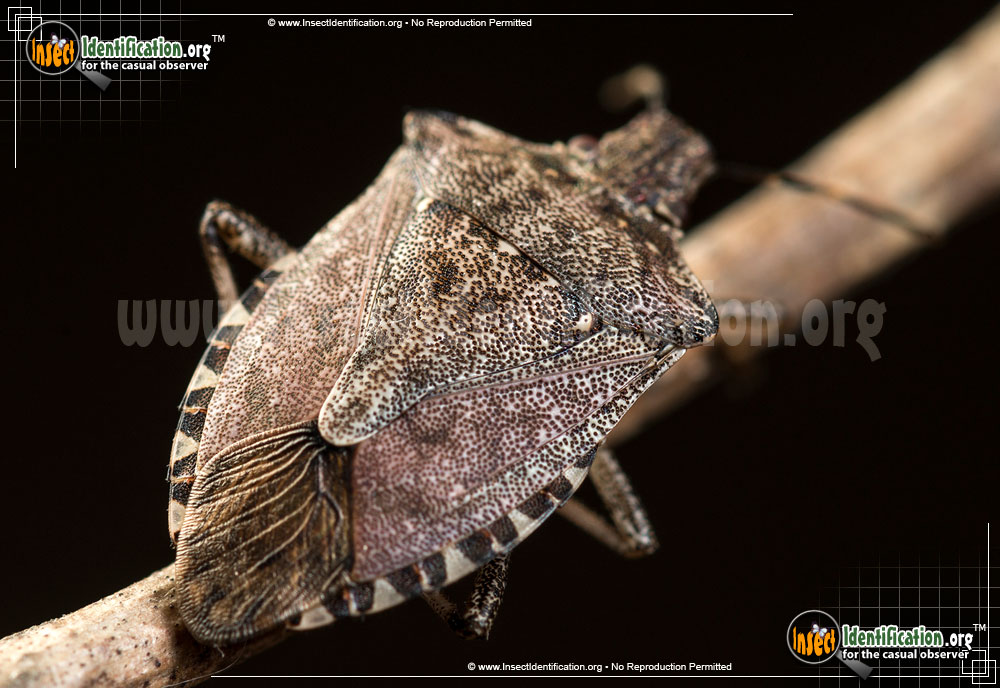 Full-sized image #9 of the Brown-Marmorated-Stink-Bug