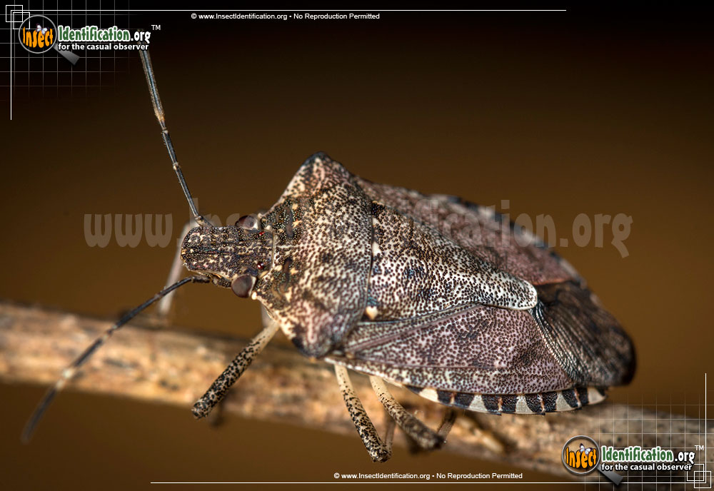 Full-sized image #8 of the Brown-Marmorated-Stink-Bug