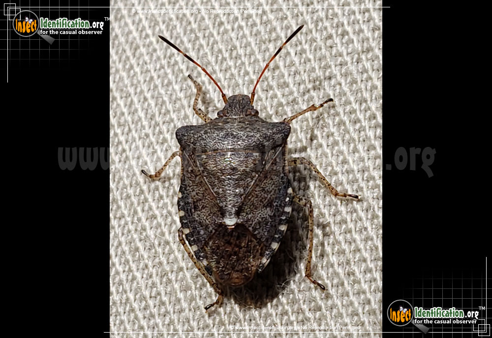 Full-sized image #6 of the Brown-Marmorated-Stink-Bug