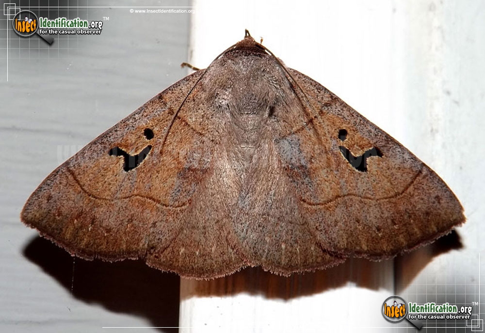Full-sized image of the Brown-Panopoda-Moth