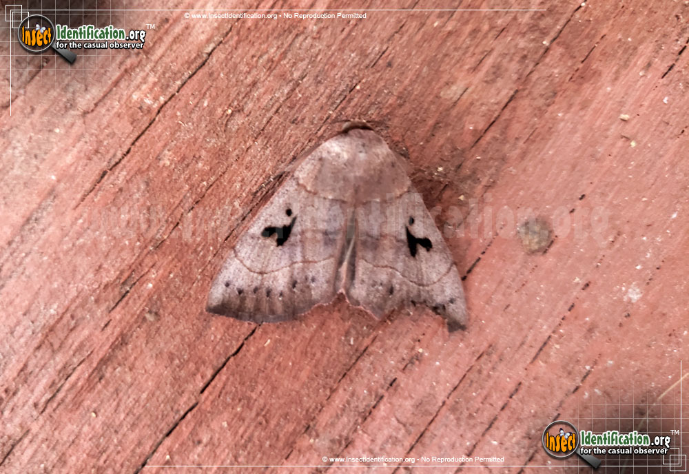 Full-sized image #2 of the Brown-Panopoda-Moth