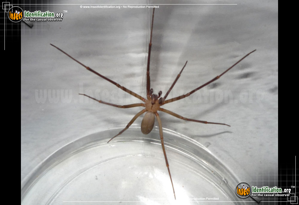 Full-sized image of the Violin-Spider-Brown-Recluse