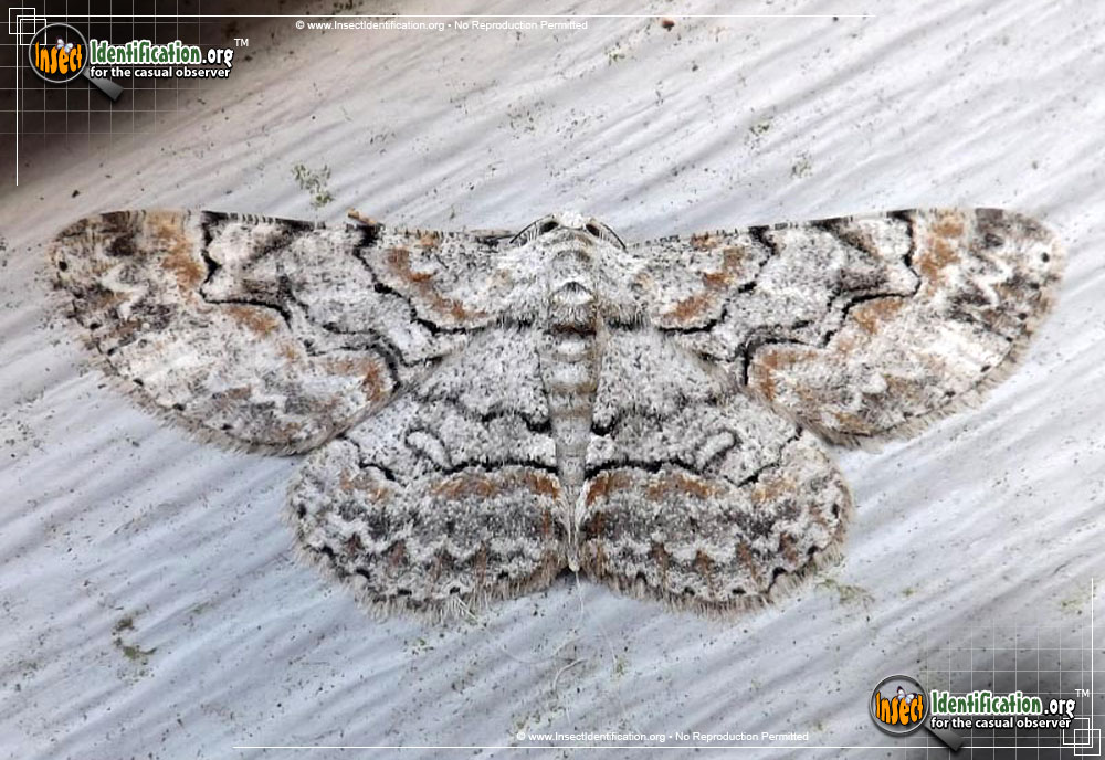 Full-sized image of the Brown-Shaded-Gray-Moth