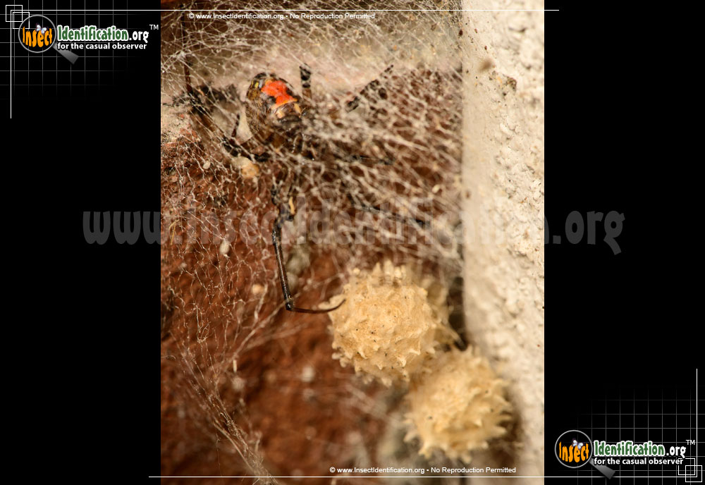 Full-sized image #2 of the Brown-Widow