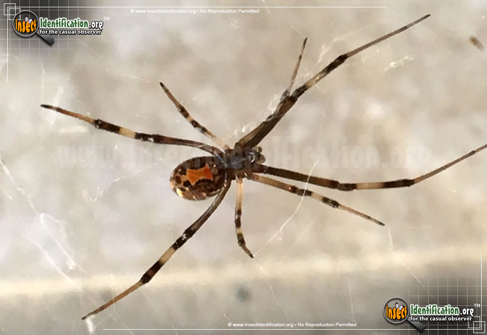 Full-sized image of the Brown-Widow