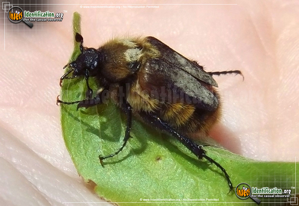 Full-sized image of the Bumblebee-Scarab-Beetle