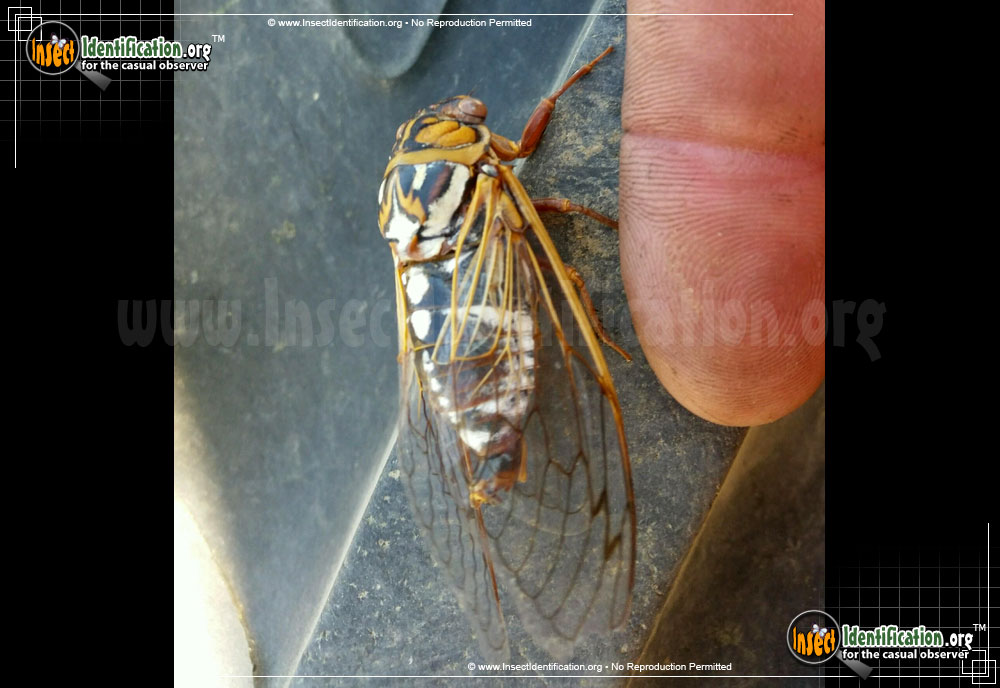 Full-sized image of the Bush-Cicada