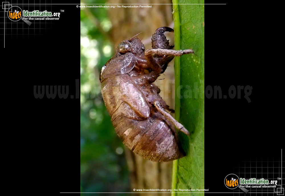Full-sized image #2 of the Bush-Cicada
