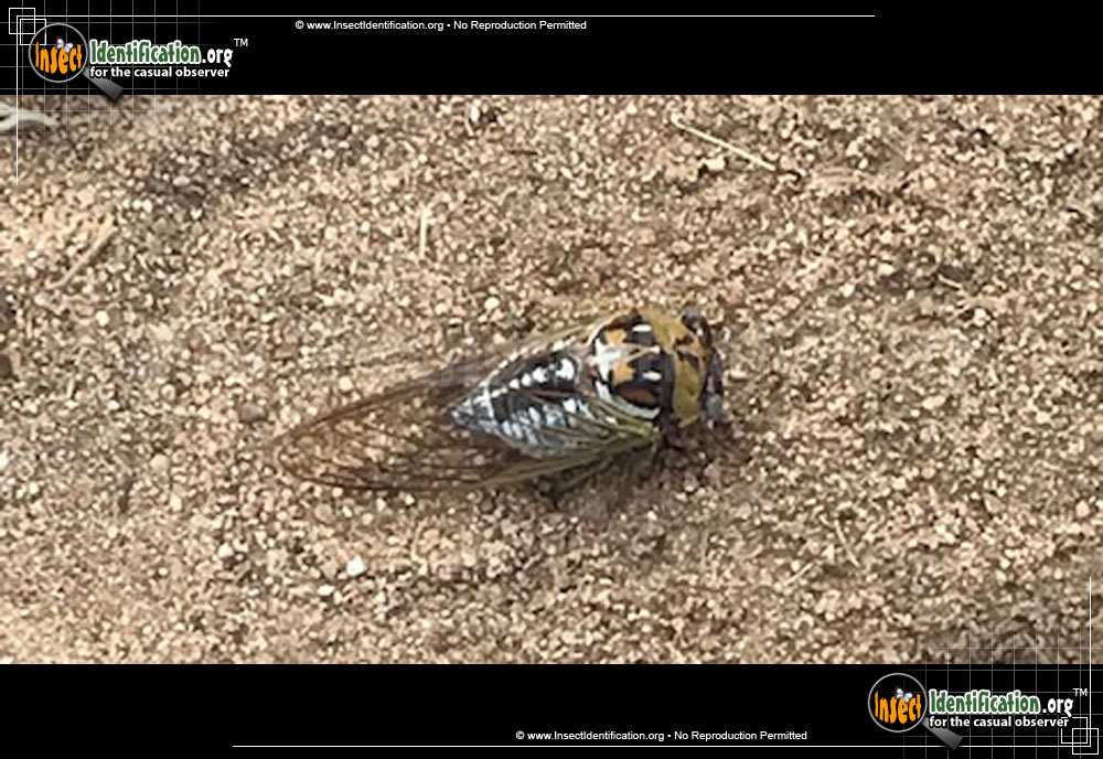 Full-sized image #3 of the Bush-Cicada