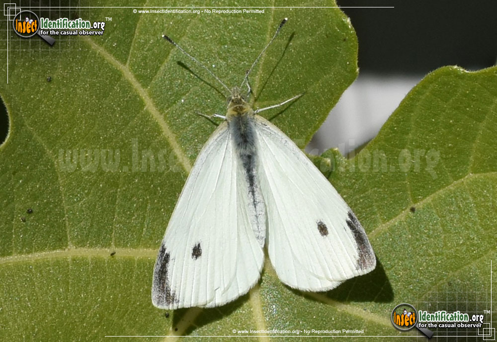 Full-sized image #11 of the Cabbage-White-Butterfly