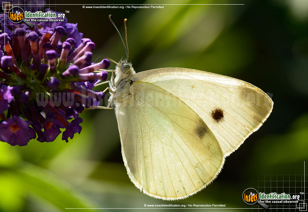 Full-sized image of the Cabbage-White-Butterfly