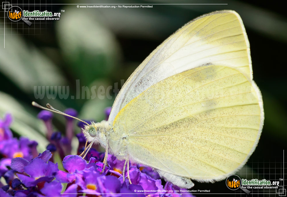 Full-sized image #3 of the Cabbage-White-Butterfly