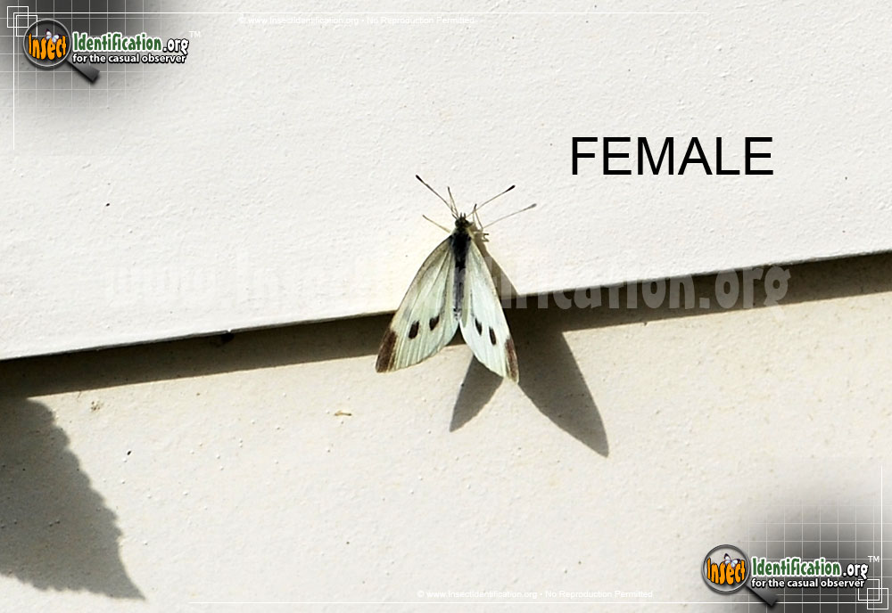 Full-sized image #6 of the Cabbage-White-Butterfly