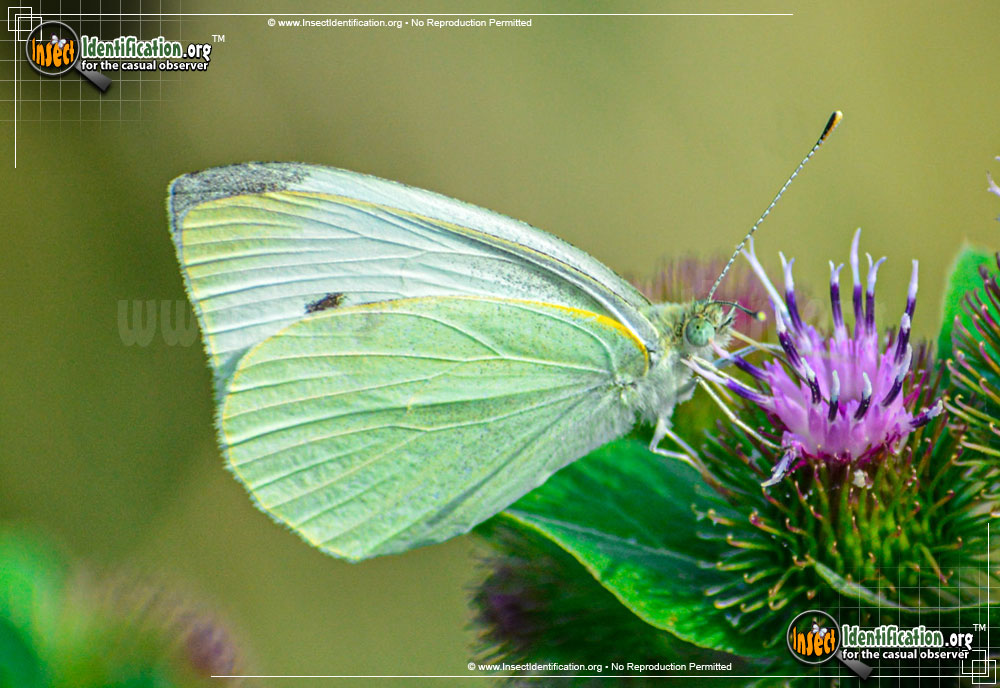 Full-sized image #9 of the Cabbage-White-Butterfly