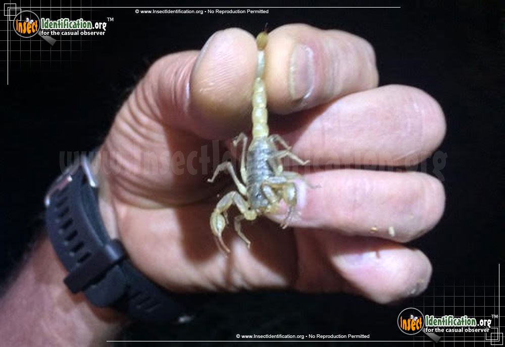 Full-sized image of the California-Common-Scorpion