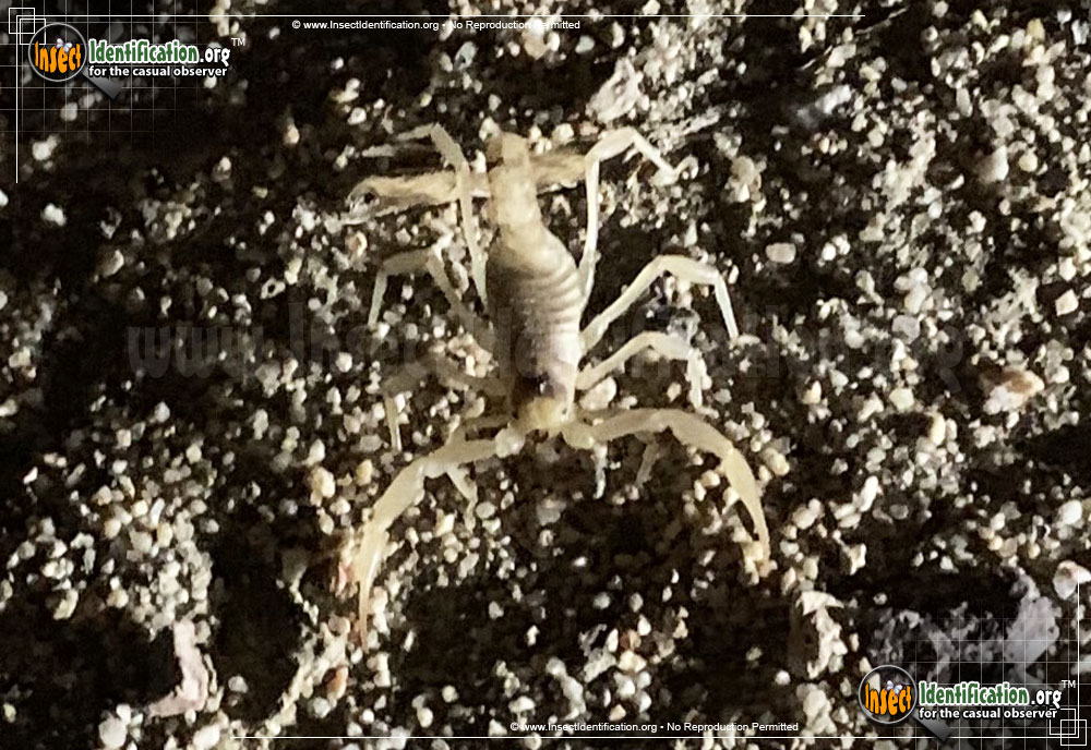 Full-sized image #4 of the California-Common-Scorpion