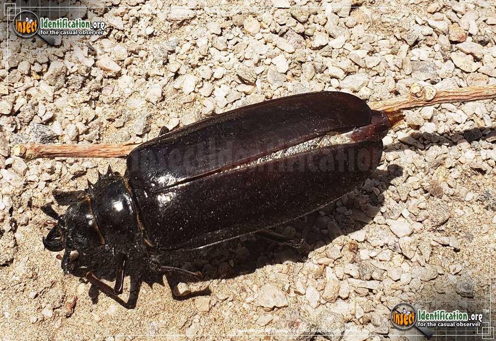 Full-sized image #6 of the California-Root-Borer-Beetle