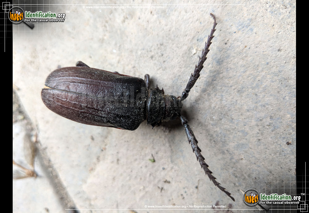 Full-sized image #4 of the California-Root-Borer-Beetle