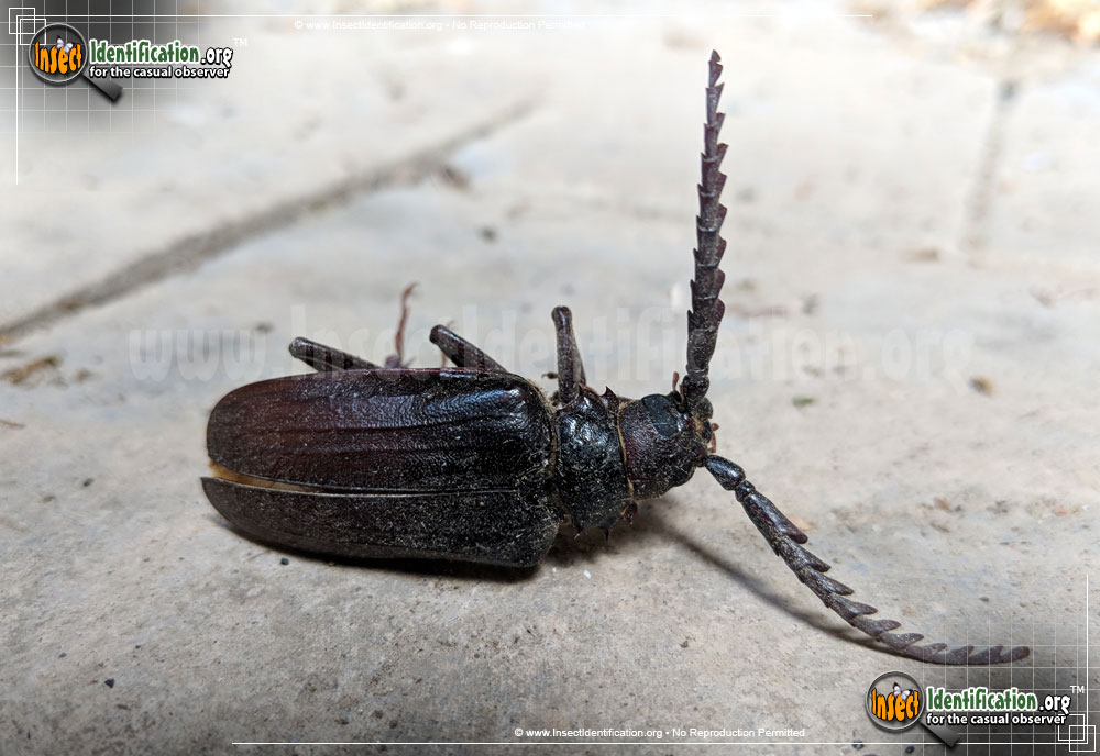 Full-sized image #5 of the California-Root-Borer-Beetle