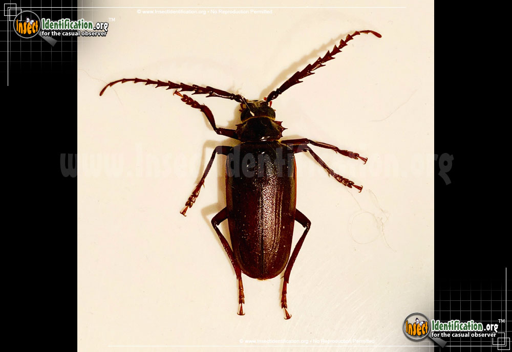 Full-sized image #3 of the California-Root-Borer-Beetle