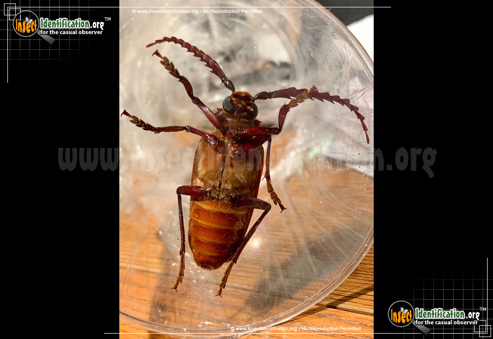 Full-sized image #8 of the California-Root-Borer-Beetle
