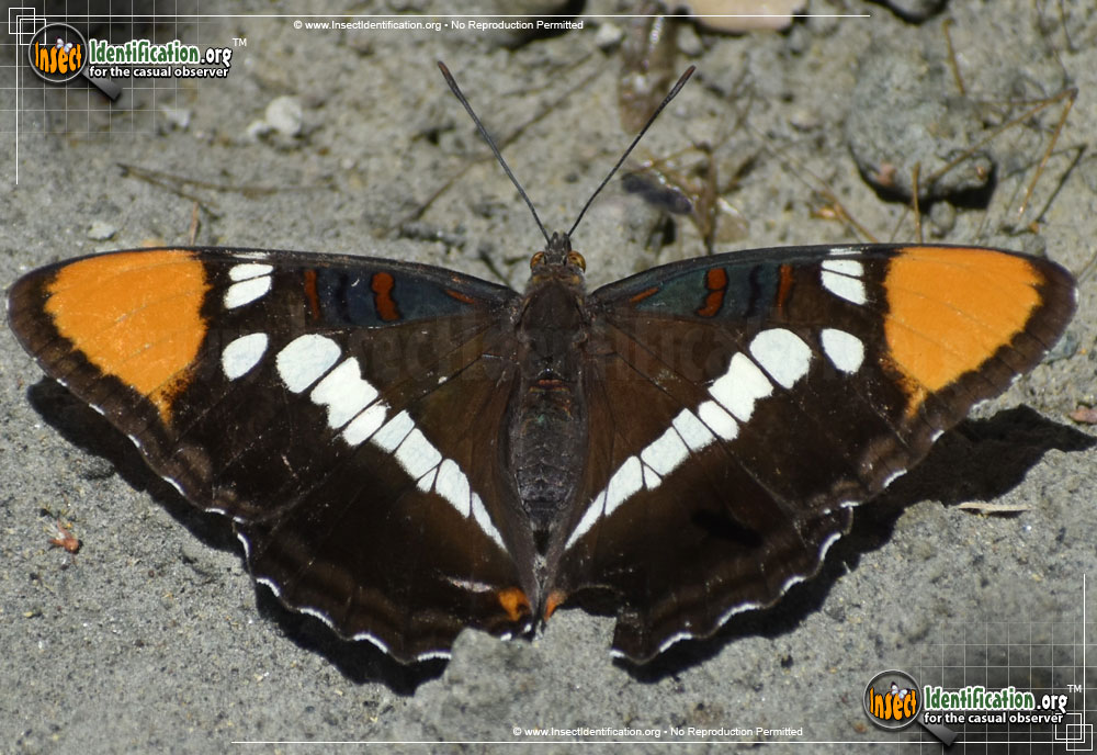 Full-sized image of the California-Sister-Butterfly