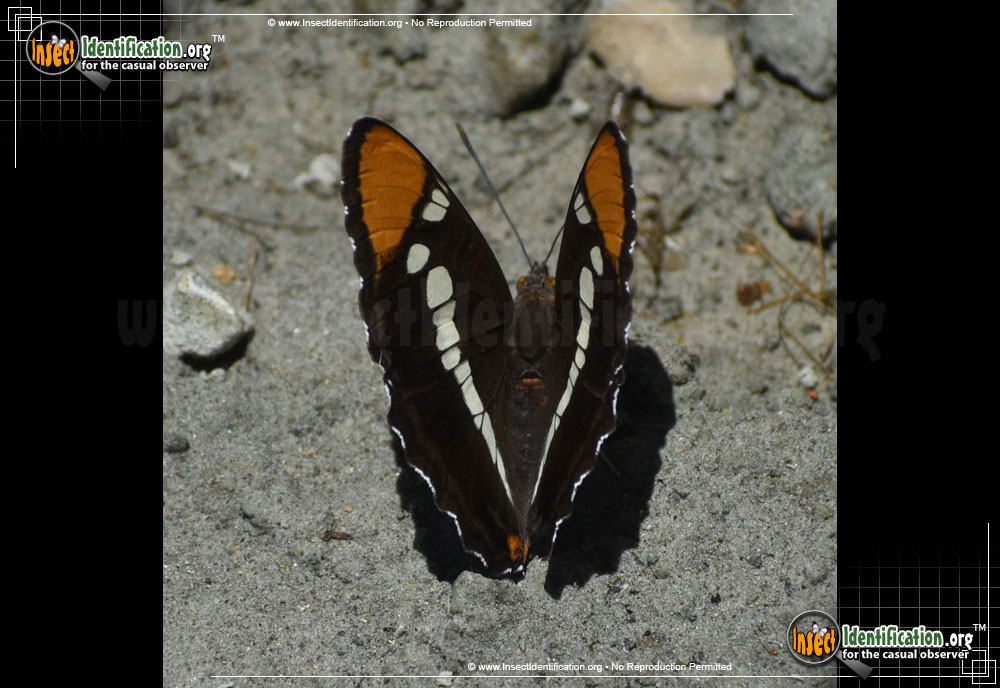 California Sister Butterfly