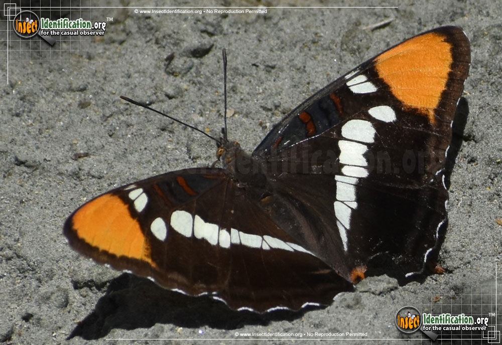 Full-sized image #4 of the California-Sister-Butterfly