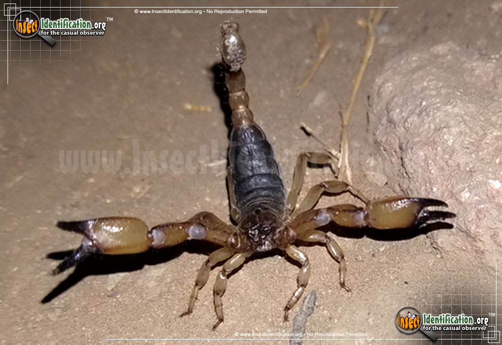 Full-sized image of the California-Swollen-Stinger-Scorpion
