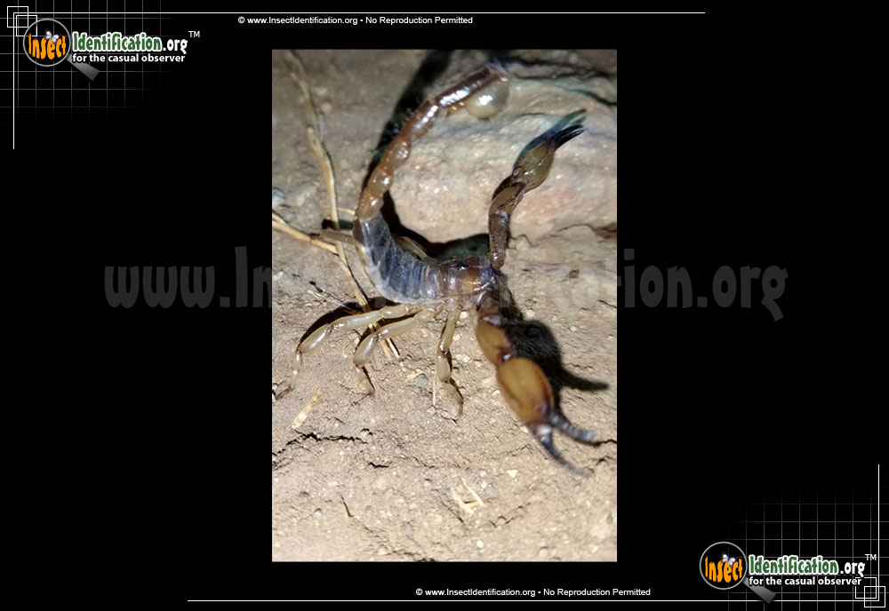 Full-sized image #2 of the California-Swollen-Stinger-Scorpion
