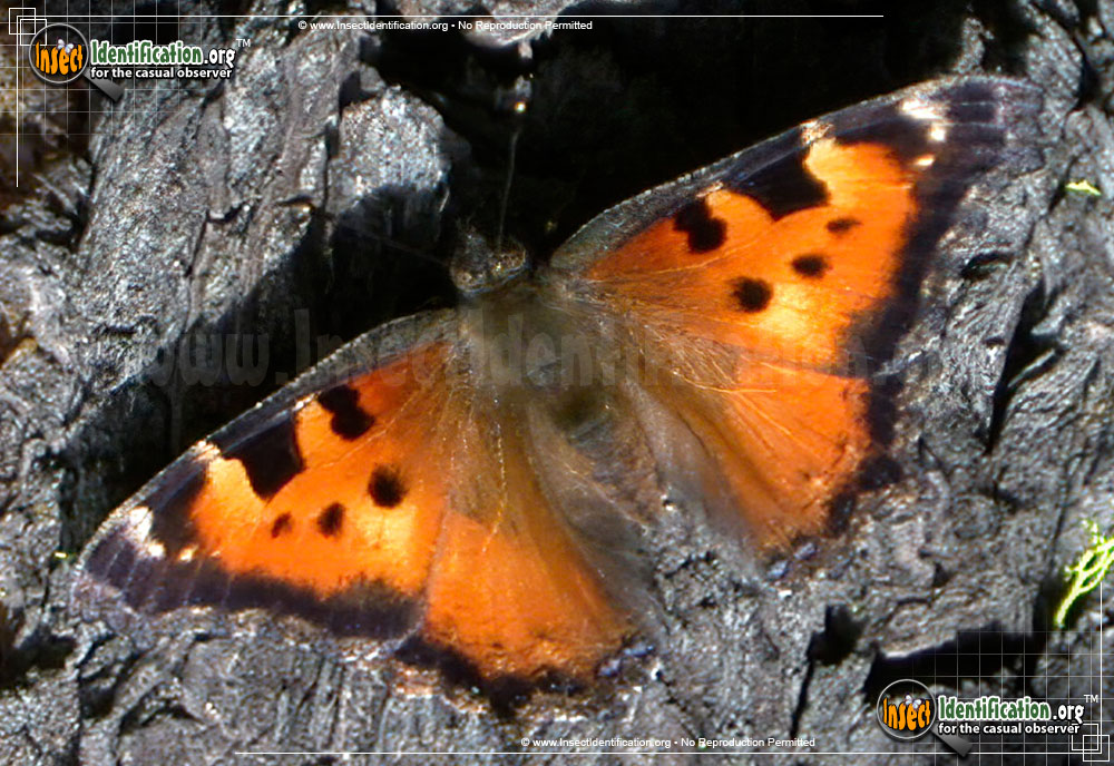 Full-sized image of the California-Tortoiseshell-Butterfly