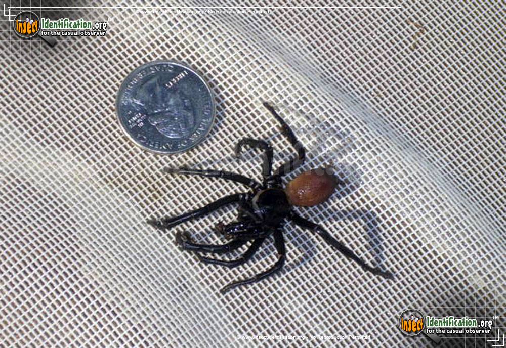 Full-sized image #2 of the California-Trapdoor-Spider