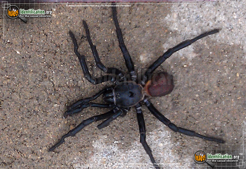 Full-sized image of the California-Trapdoor-Spider