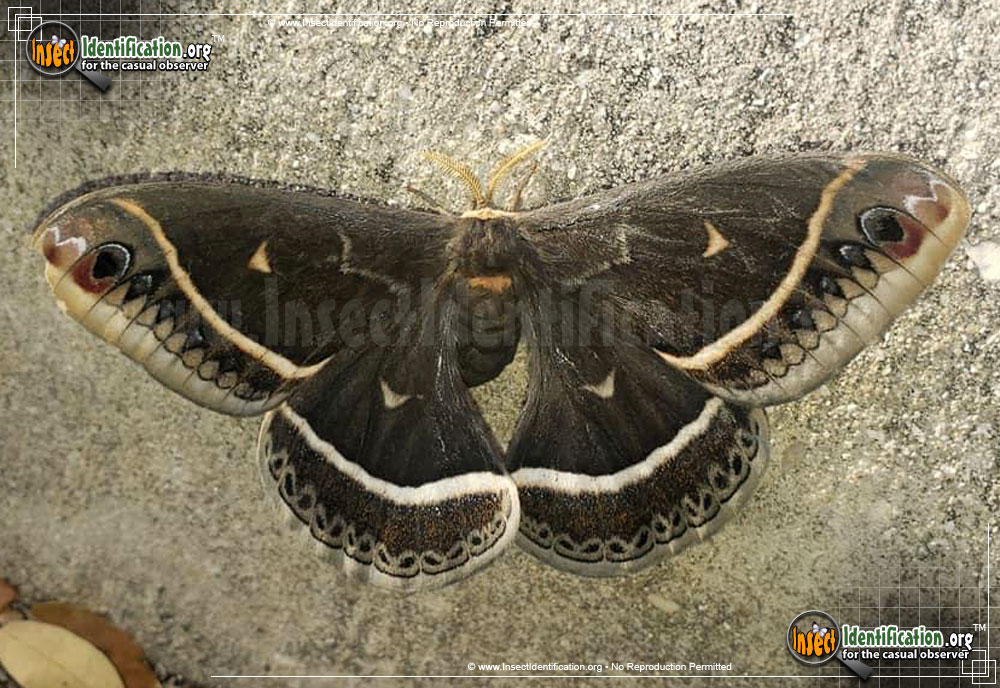 Full-sized image of the Calleta-Silk-Moth