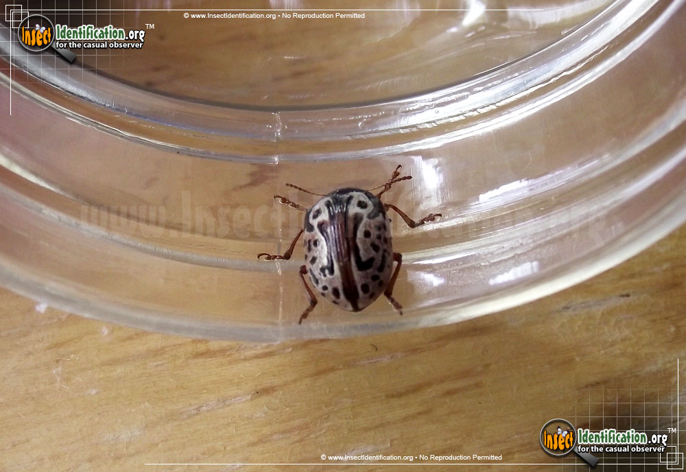 Full-sized image #7 of the Calligrapha-Beetle