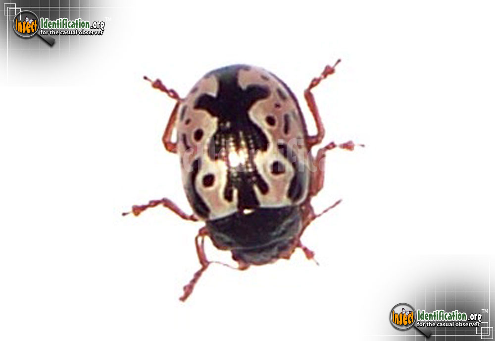 Full-sized image #6 of the Calligrapha-Beetle