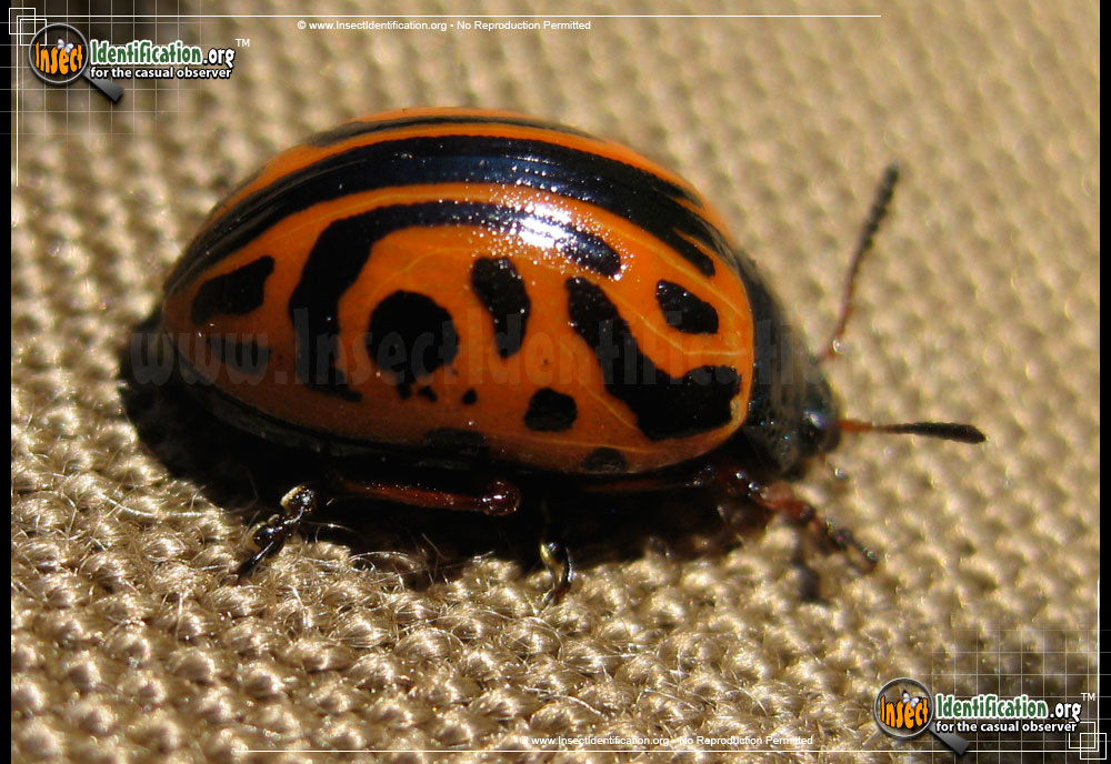 Full-sized image #8 of the Calligrapha-Beetle