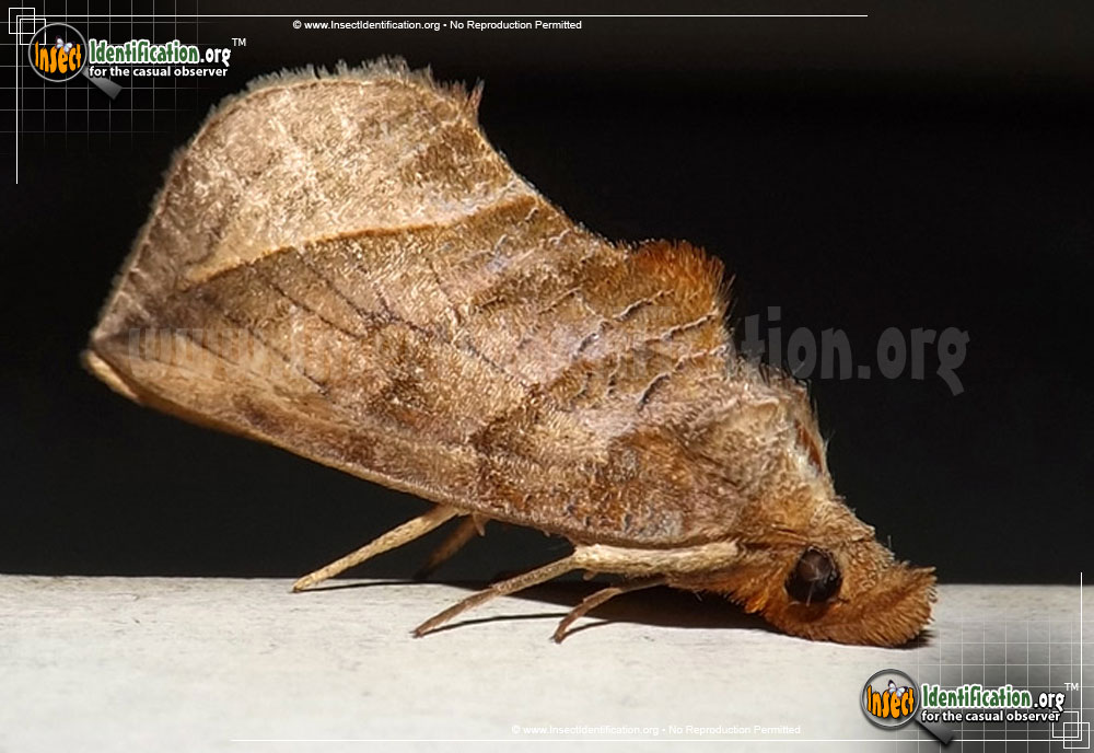 Full-sized image of the Canadian-Owlet-Moth