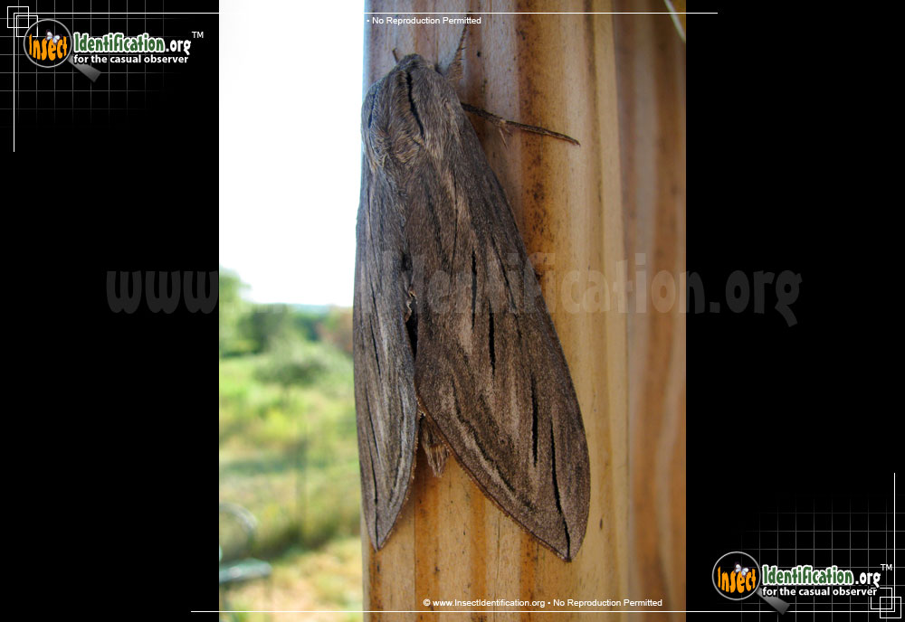 Full-sized image of the Canadian-Sphinx-Moth