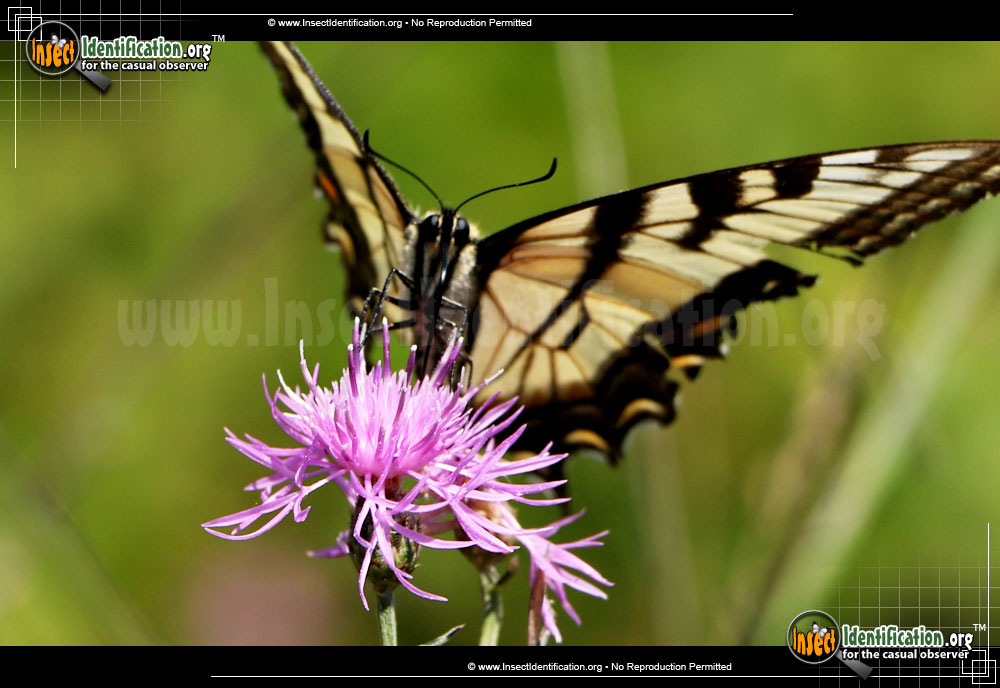Full-sized image #2 of the Canadian-Tiger-Swallowtail-Butterfly