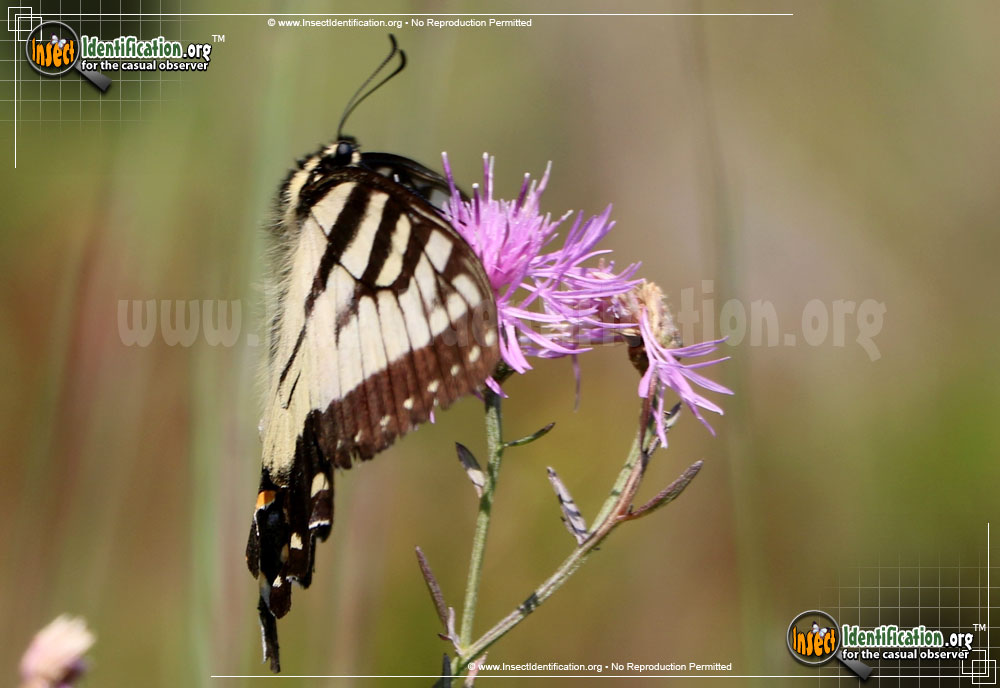 Full-sized image #3 of the Canadian-Tiger-Swallowtail-Butterfly
