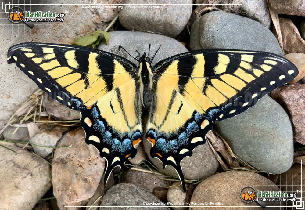 Full-sized image of the Canadian-Tiger-Swallowtail-Butterfly