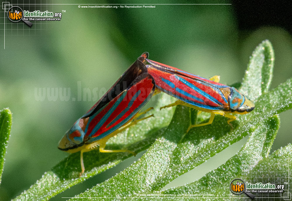 Full-sized image of the Candy-striped-Leafhopper